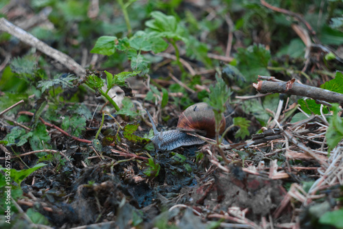 A close-up photo of a large grape snail crawling on the ground among green grass