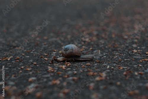 A close-up photo of a large grape snail crawling on the ground among green grass