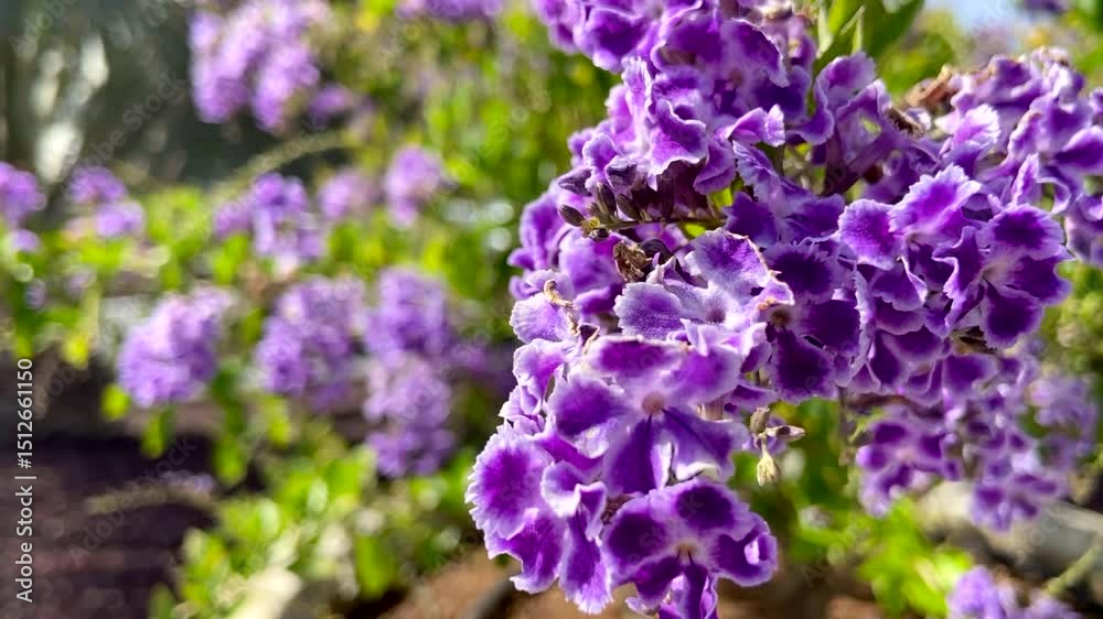 Duranta erecta also known as Sky flower,Pigeon berry or Golden dewdrop in the garden of Tenerife, Canary Islands,Spain.Close up,4K
Duranta erecta also known as Sky flower,Pigeon berry or Golden dewdrop in the garden of Tenerife, Canary Islands,Spain.Close up,4K