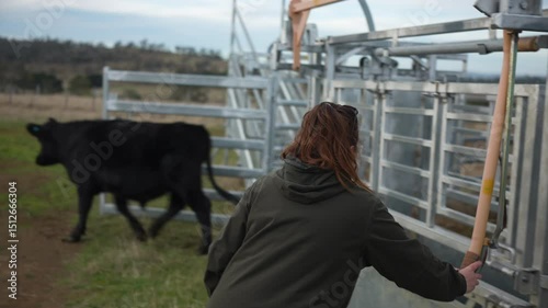 female farmer on a farm. women in agriculture working hard in stock yards herding cattle to weigh cows. organic and free range livestock sustainable ranch, grown on a farm in tasmania Australia.