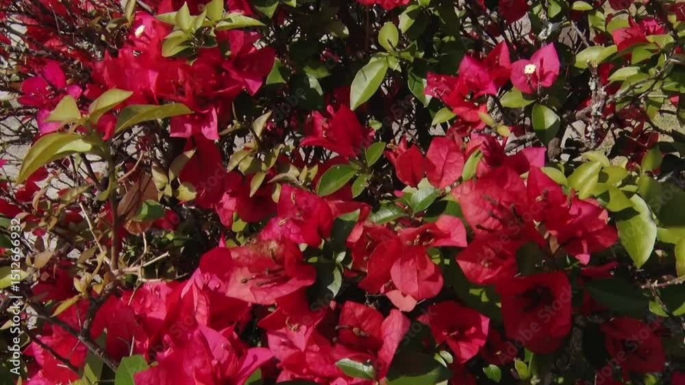 Flores paisagem lâmpada cruz árvore