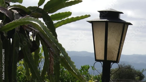 Flores paisagem lâmpada cruz árvore Flowers sunset lampad tree landscape