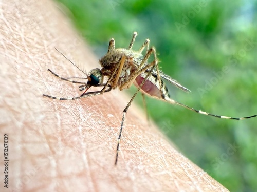 Macro shot of mosquito sucking human blood