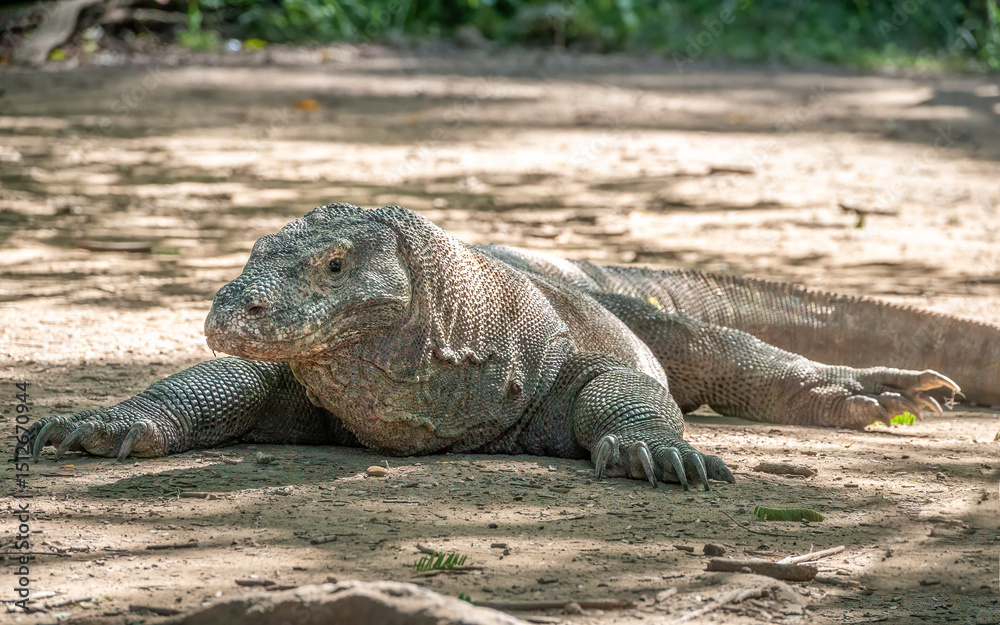 Resting Komodo dragon, Komodo Island, Indonesia Resting Komodo dragon, Komodo Island, Indonesia