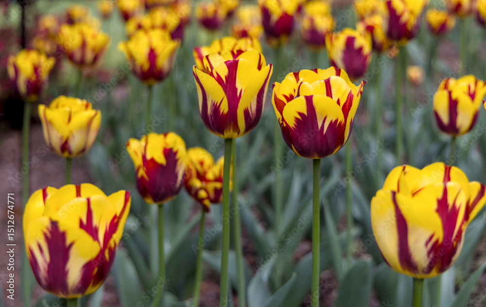 close up tulip flowers blooming in botanic garden growing spring beautiful nature colorful flower bloom nature close up tulip flowers blooming in botanic garden growing spring beautiful nature colorful flower bloom nature