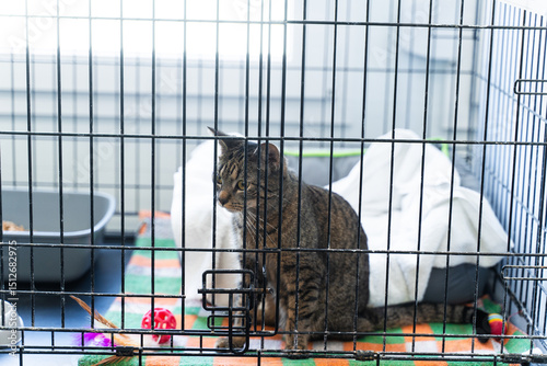 Fototapeta Naklejka Na Ścianę i Meble -  Cat housed in an animal shelter crate. Calm tabby cat resting inside pet adoption center cage. Cat in comfortable sleeping bed, inside shelter cage.