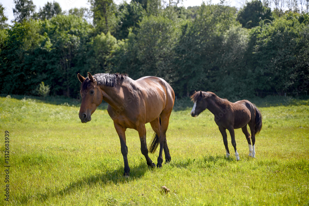 Obraz premium Two horses mare and foal on a meadow or pasture. Rural landscape Sweden