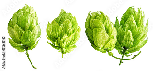 Hop cones isolated, white background, studio shot. Green hops used in brewing beer. Natural ingredient, herbal products for craft beer, organic cosmetics, aromatherapy. Packaging, advertising visuals