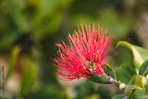 Vibrant red tropical flower with long stamen against blurred green background photo