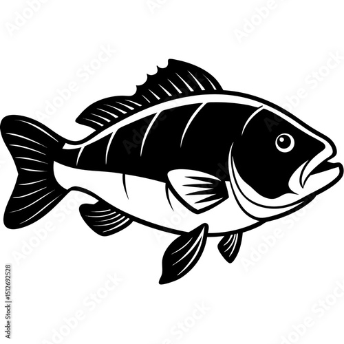 Goliath Grouper Vector on White