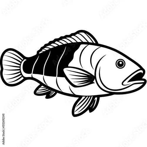 Goliath Grouper Vector on White