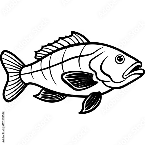 Goliath Grouper Vector on White