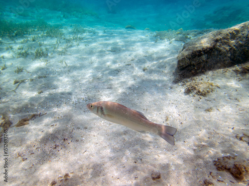 The European seabass fish - Dicentrarchus labrax photo