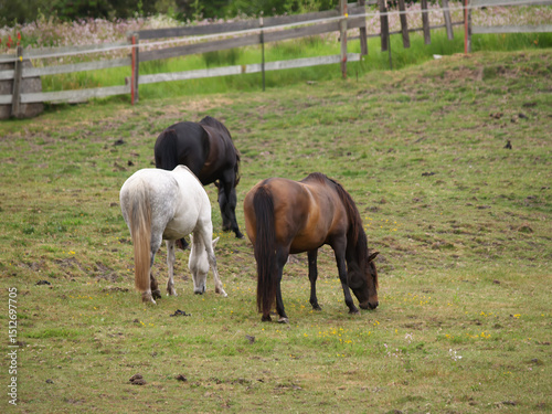 Three Horses Eating In Green Grass Field