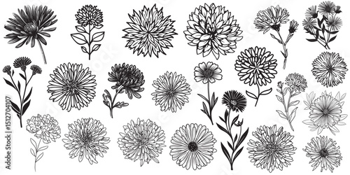 Aster flower vector set for decorations or logo