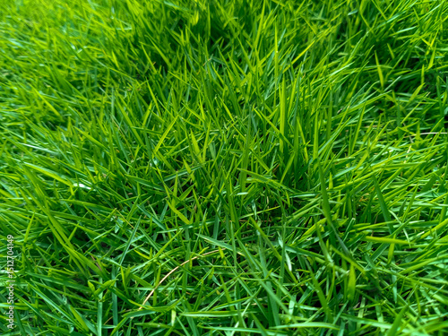 Fototapeta Naklejka Na Ścianę i Meble -  Vibrant Green Grass Close-Up in Sunlight