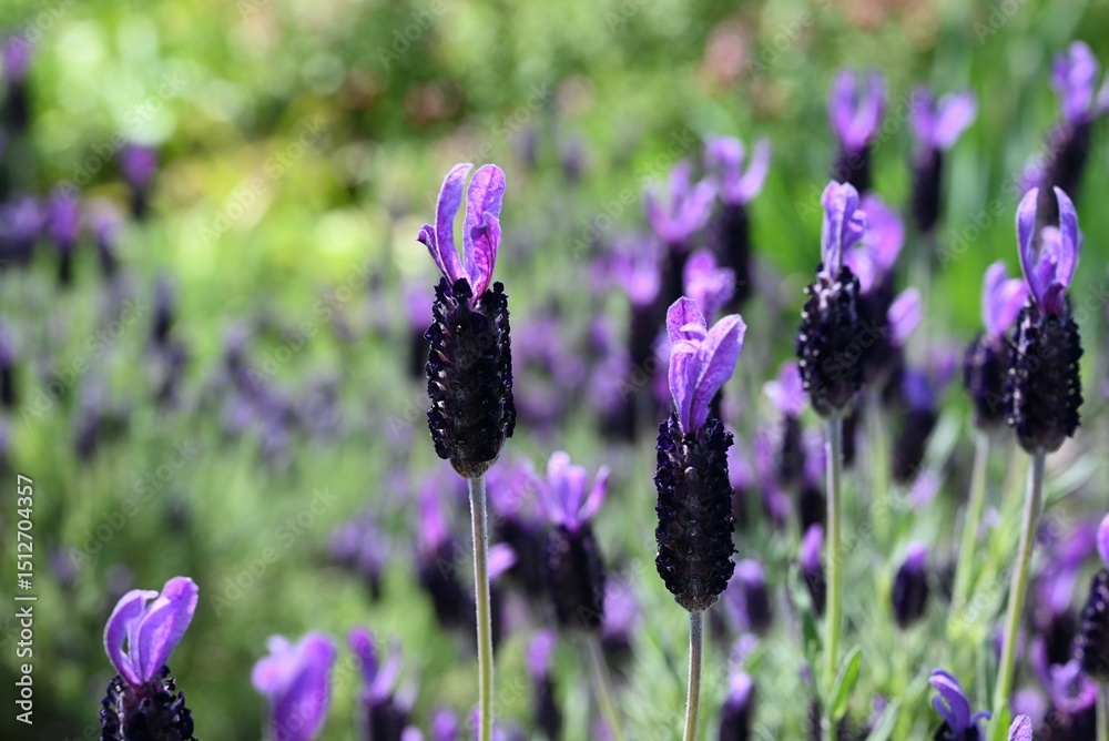 Fototapeta premium French lavender flowers. Lamiaceae herb. It is characterized by four beautiful purple bracts that look like petals at the tip of the flower spike. It blooms in early summer.