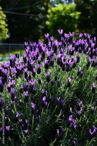French lavender flowers. Lamiaceae herb. It is characterized by four beautiful purple bracts that look like petals at the tip of the flower spike. It blooms in early summer. photo