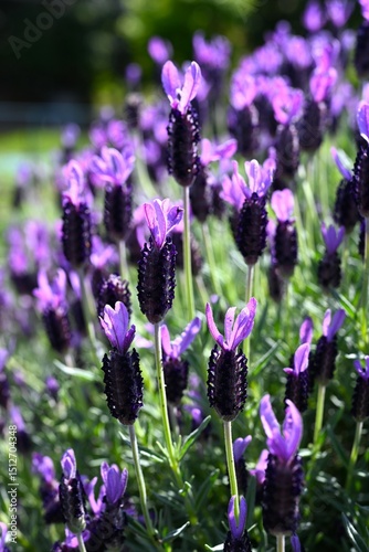 French lavender flowers. Lamiaceae herb. It is characterized by four beautiful purple bracts that look like petals at the tip of the flower spike. It blooms in early summer. photo