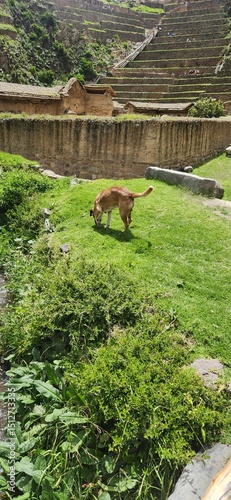 peru