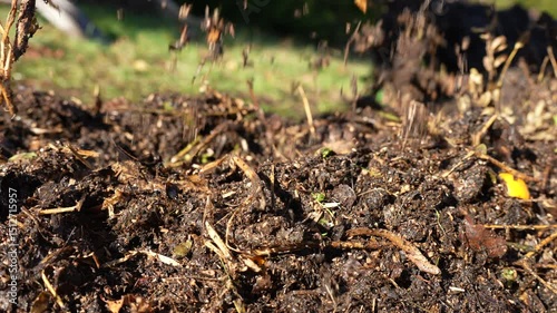 turning a compost pile in a community garden. compost full of microorganisms. sustainable regenerative agriculture with a soil sample