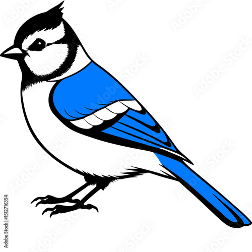 Blue Tit Vector on White Background