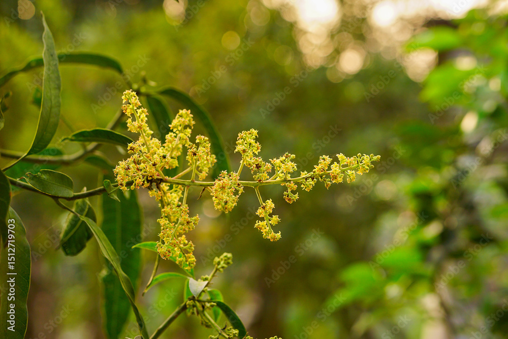 Obraz premium Mango flowers
