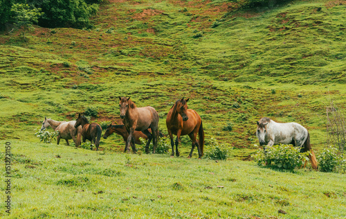 Beautiful horses in the middle of the field in Tamesis, Antioquia, Colombia.
