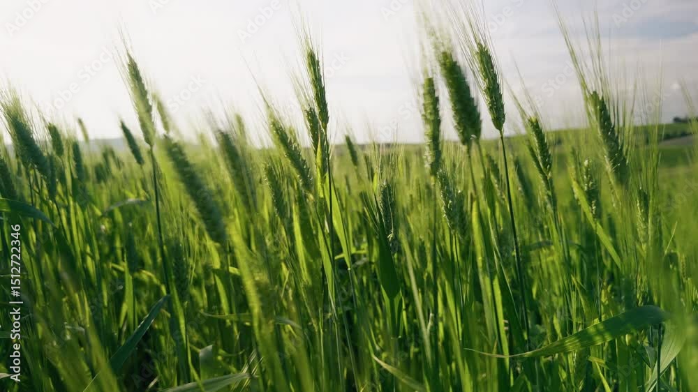 ears of green wheat swinging among themselves ears of green wheat swinging among themselves