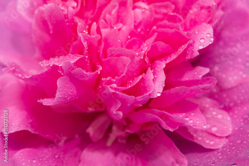 Fototapeta Naklejka Na Ścianę i Meble -  Pink peony with water drops close-up