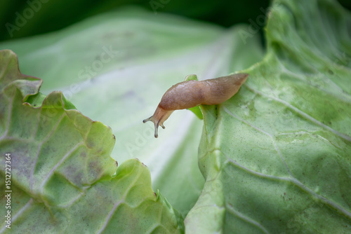 Close up selective focus of a slug crawling on a vibrant green cabbage leaf, highlighting the pest's presence in a garden setting and potential damage to crops