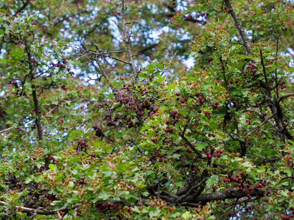 Fototapeta premium Dense hawthorn bush with ripening red berries scattered throughout green leafy branches