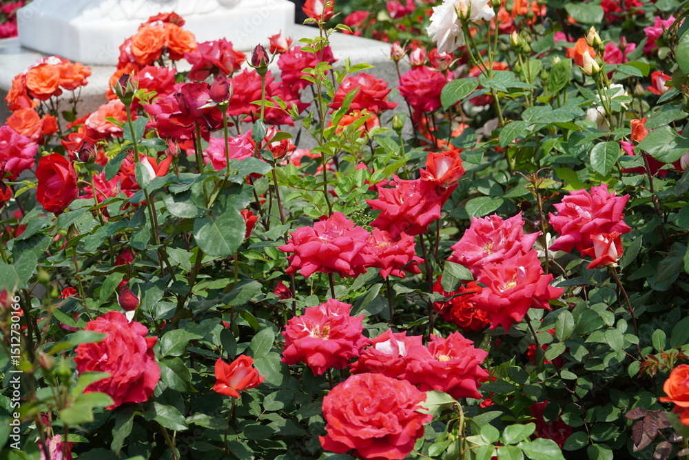 Obraz premium picture of red roses