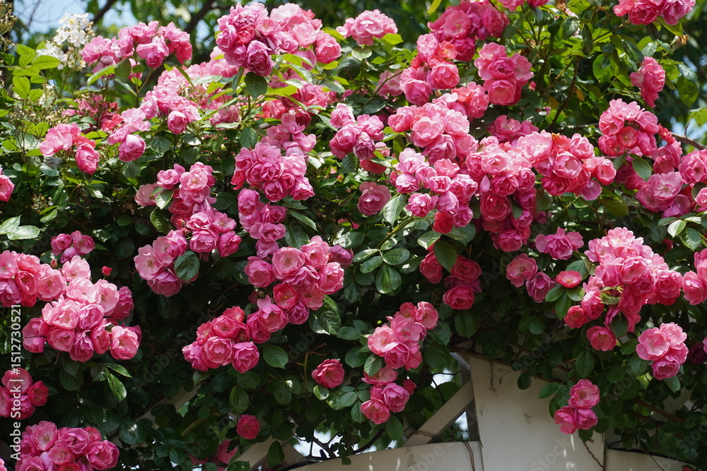 Fototapeta premium Single red rose blossom surrounded by green leaves