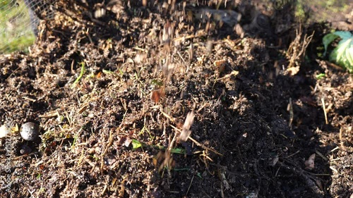 female soil scientist agronomist farmer looking at soil samples and grass in a field in spring. looking at growth of plants and soil health