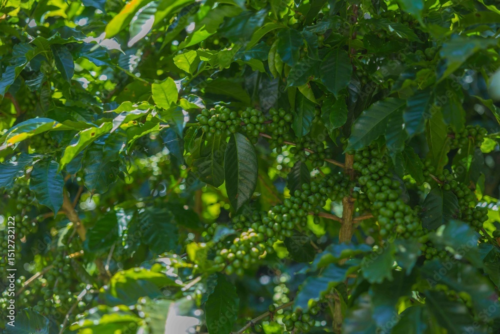 Fototapeta premium Producción de café de altura en región cafetalera de Huehuetenango.