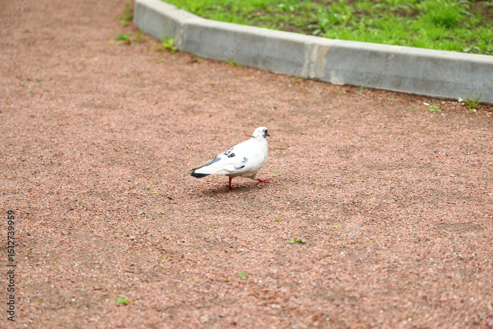 Obraz premium A graceful urban pigeon strolls elegantly on a gravel path amidst a beautiful park setting