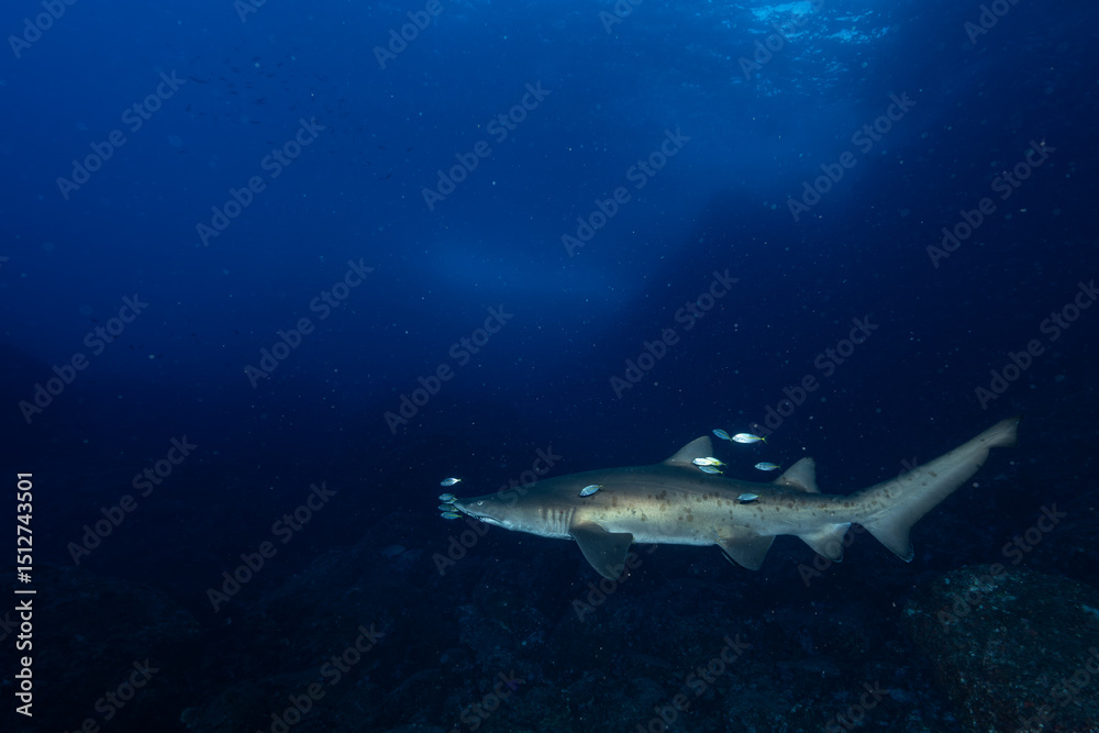 Fototapeta premium 小笠原諸島 シロワニ