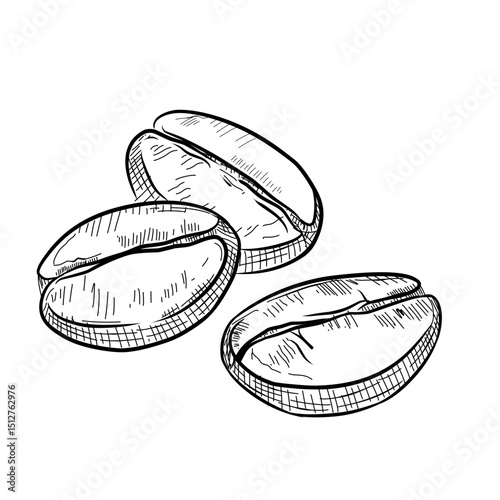 coffee beans vector line art hand drawn illustration 