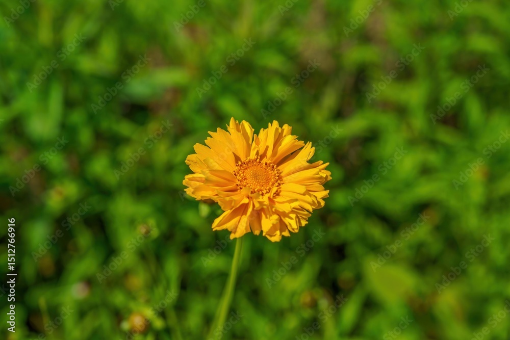 Naklejka premium 光を浴びて輝く満開のオオキンケイギクの花