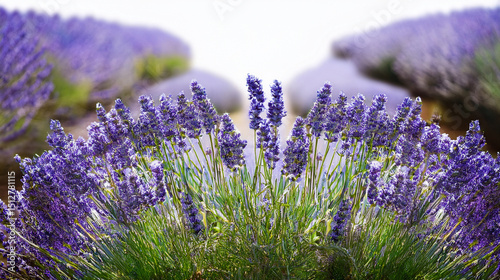 lavender flowers in the garden at the morning