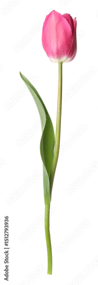 Obraz premium One beautiful pink tulip isolated on white