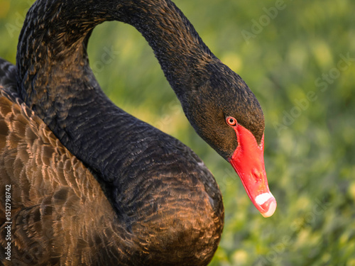 Fototapeta Naklejka Na Ścianę i Meble -  A closeup portrait of a beautiful black swan