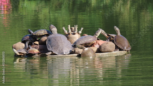 Turtles in the pond