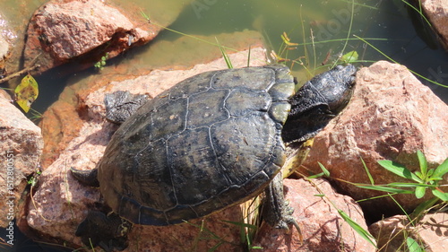 turtle on a log