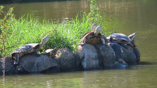 Turtles on the lake