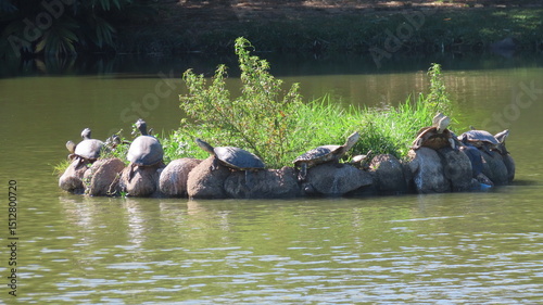 flock and turtles on the rocks