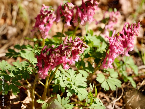 Pink spring flowers of the fumewort or bird-in-a-bush (Corydalis solida) cultivar 'Beth Evan', probably. Sweden.