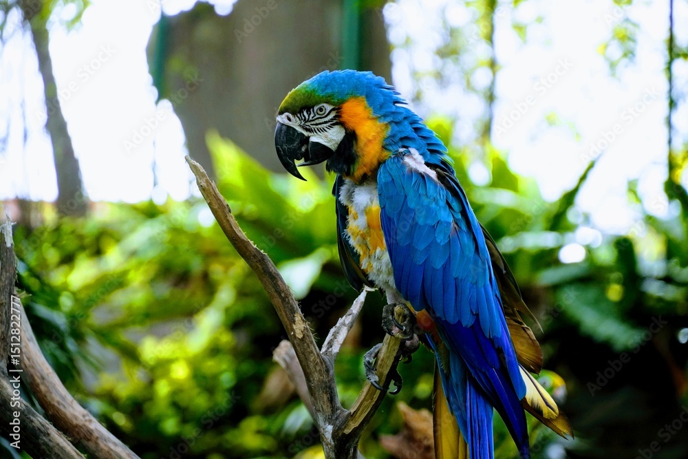 Obraz premium blue and yellow macaw