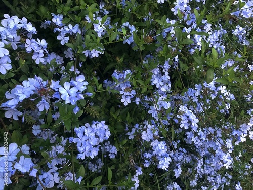 close-up to Globe Gilia, Cape leadwort, blue plumbago or Cape plumbago isolated in Full Bloom – Wildflower, blue jesmine inflorescences and Delicate Petals. Blue flower background
